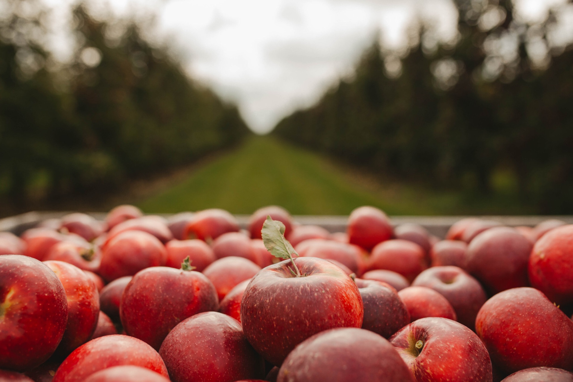 Crate of red apples