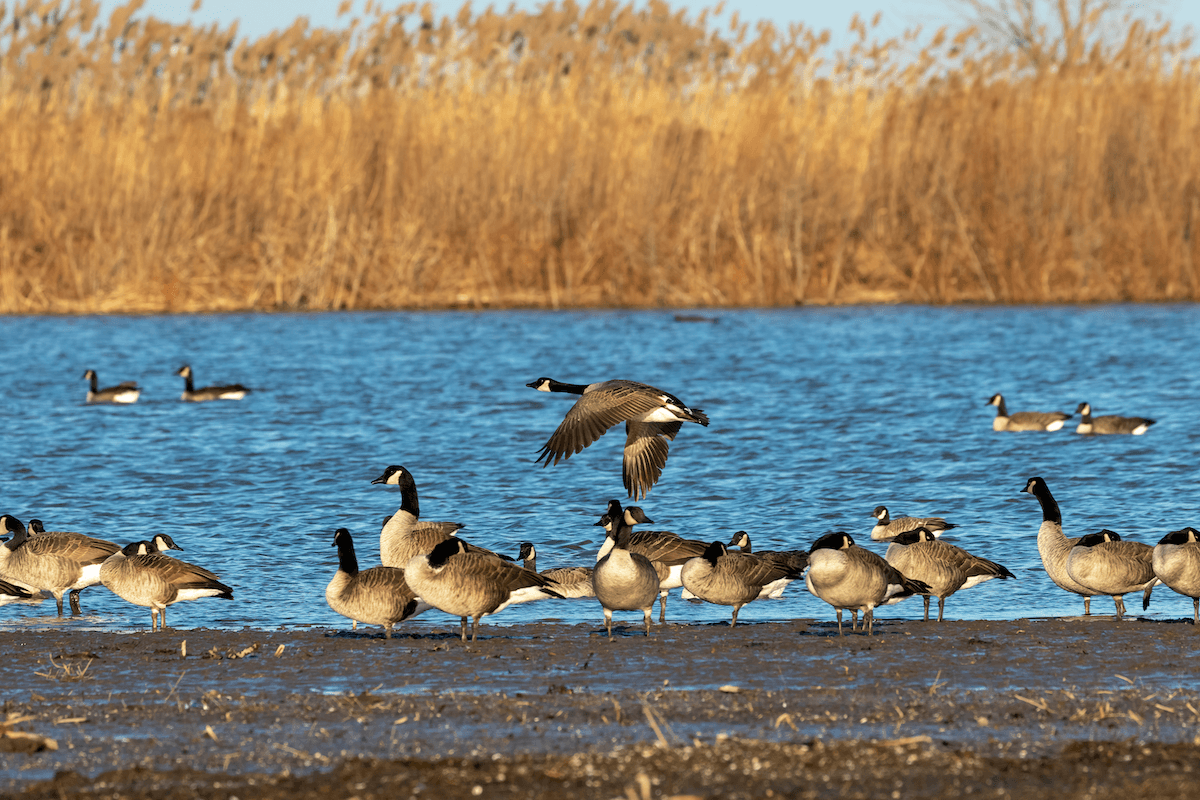 Canadian Geese near a lake