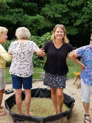 Grape Harvest Stomp at Grey Hare Vineyard Inn B&B.