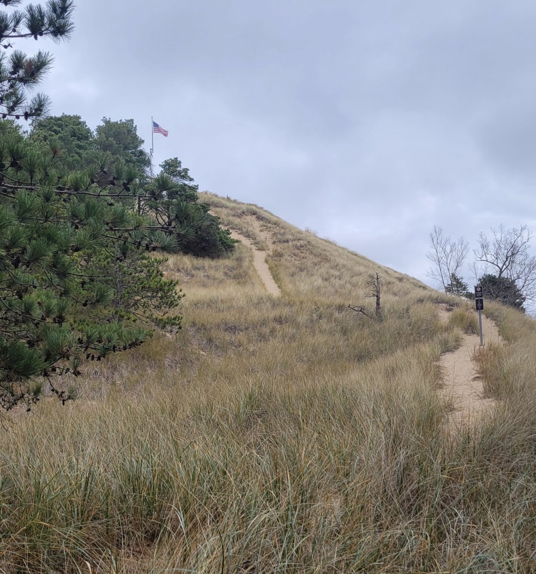 sandy paths on dunes in Southwest Michigan. Green shrubs on the side of the trails