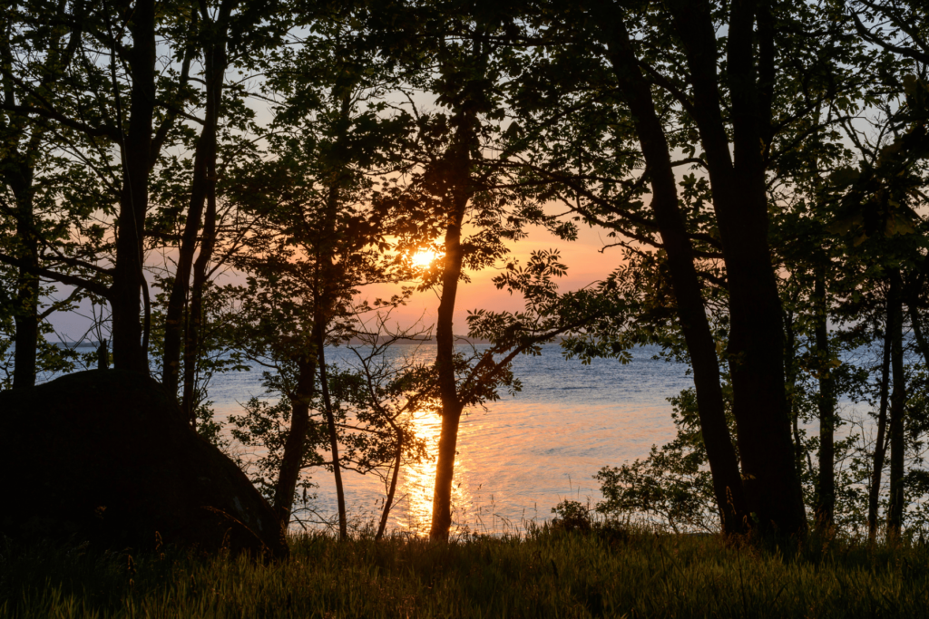 Sunset shown between trees at Lake Michigan in Saugatuck