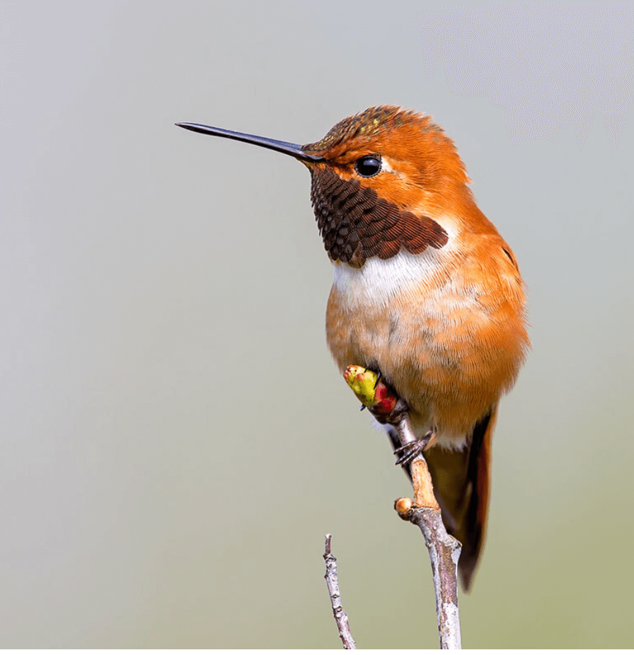 Rufous Hummingbird