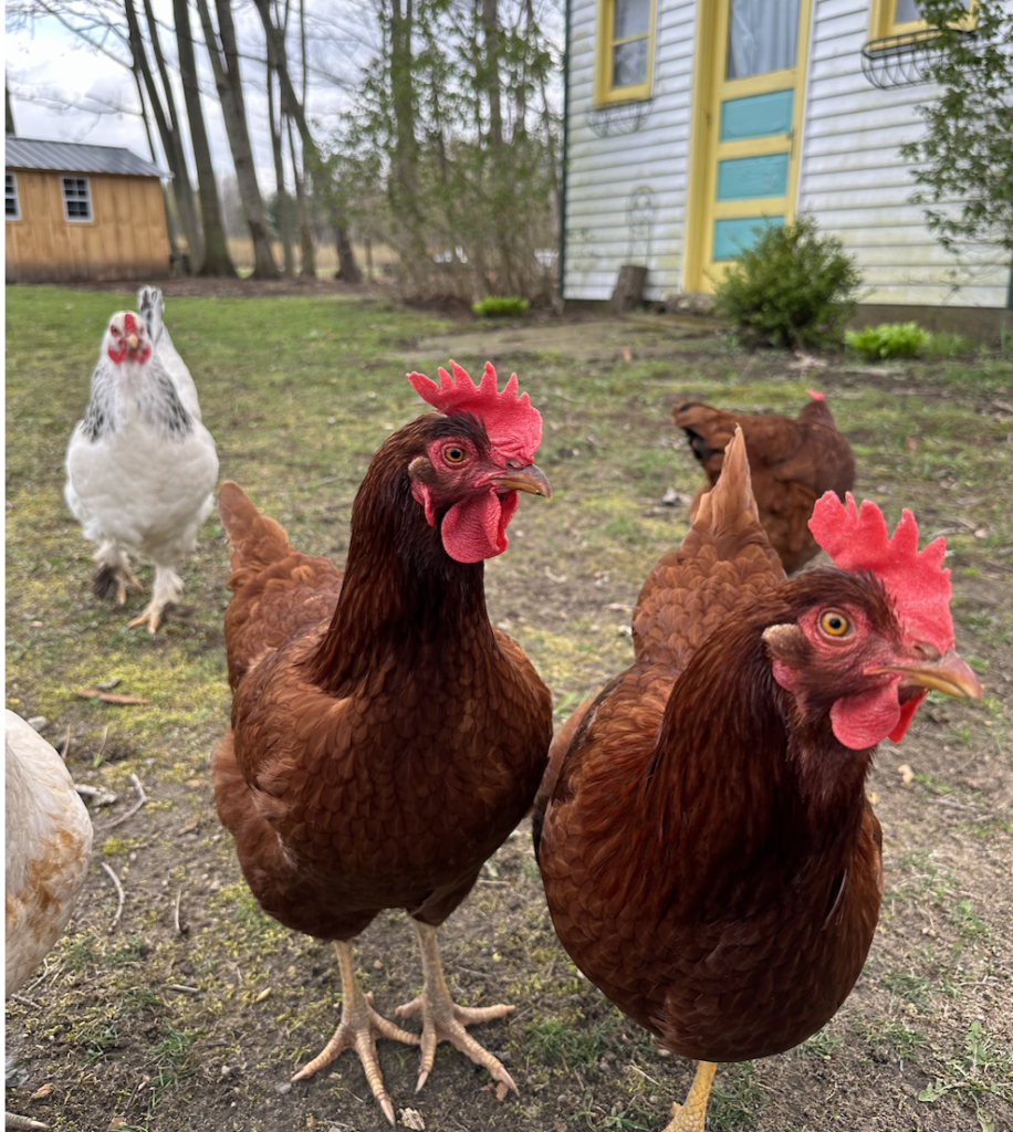 Two brown chickens with white ones in the back free ranging at the Vintage Inn