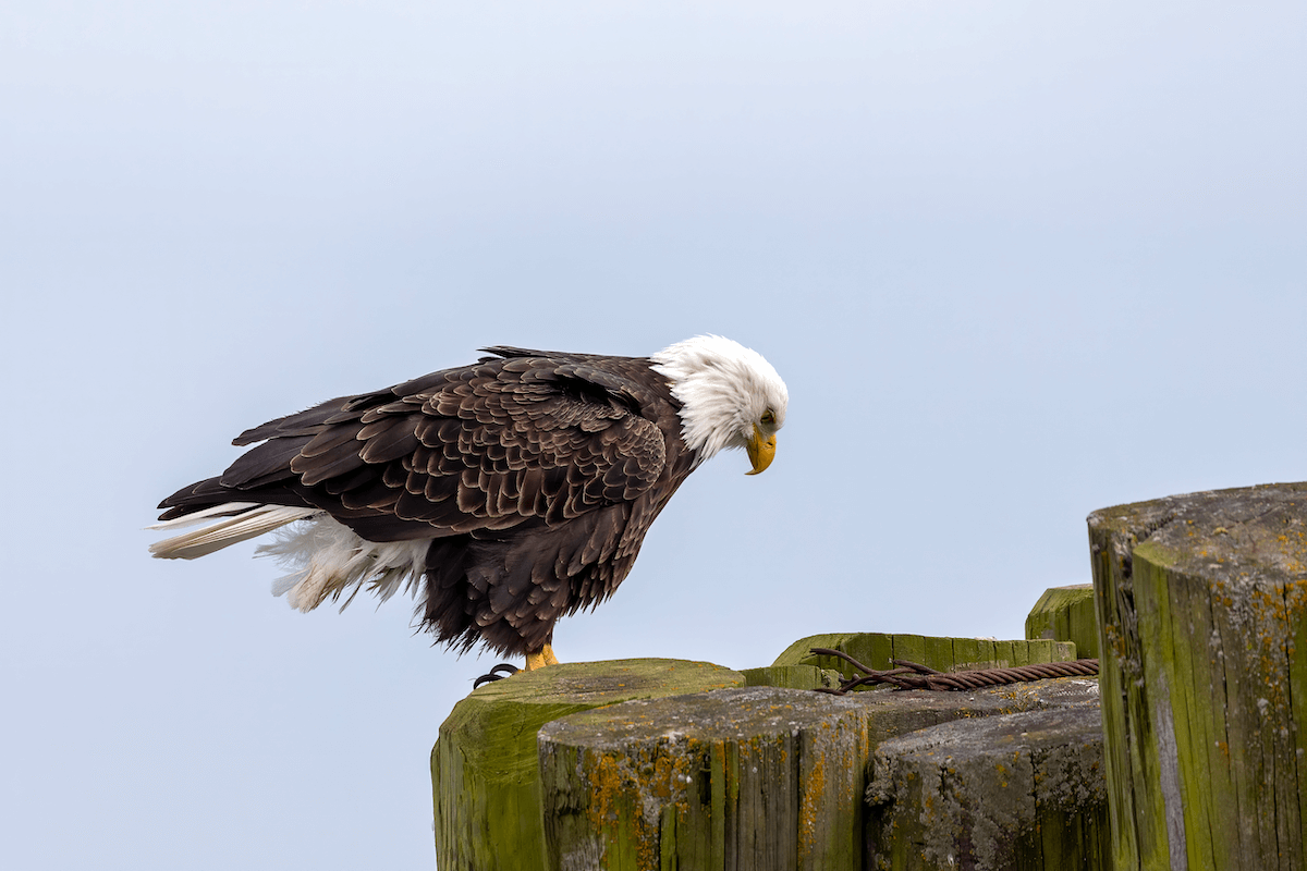 Bald eagle 