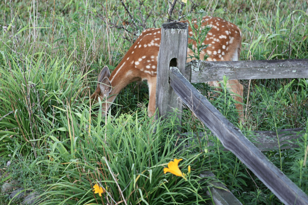 A-Dove-Nest-Kingston-Fawn-2024-06-24