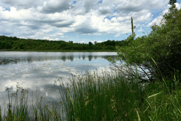Serene pond with clouds and blue sky at A Dove Nest B&B in Kingston
