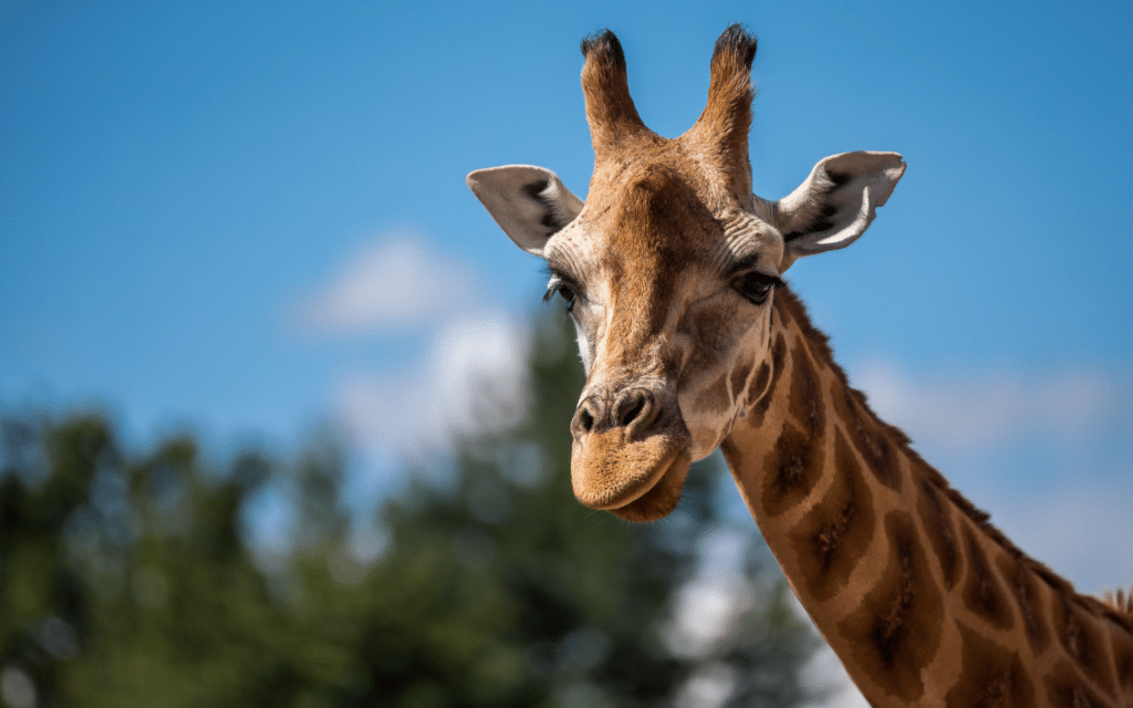 Head of a giraffe