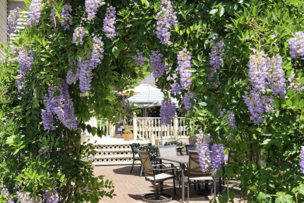 Wisteria growing on an arbor