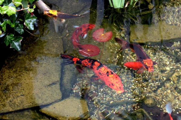 Joe fish in a pond at the Victoria Resort