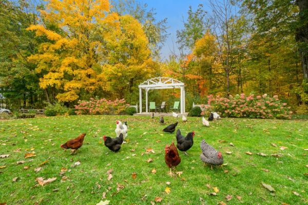 Chickens free ranging at the Vintage Inn