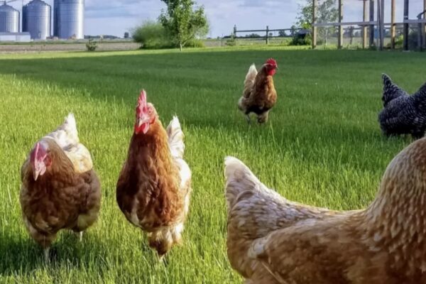 FrankenmuthCountryBnB-Outside-3--A