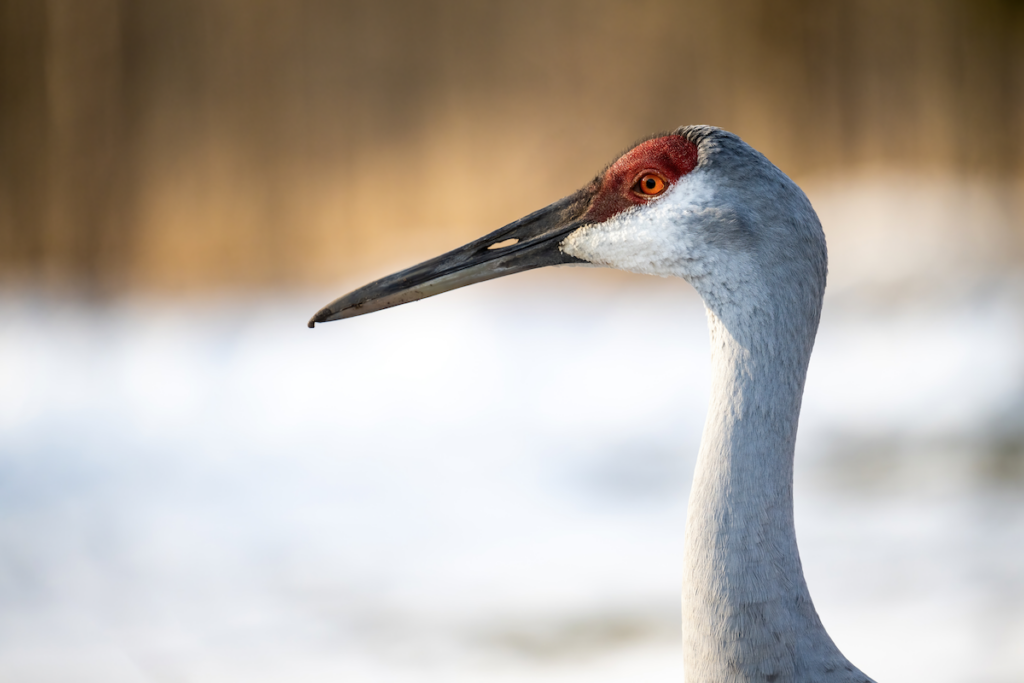 A closeup of a Sand Hill Crane at the Nahma Pine Cabin B&B