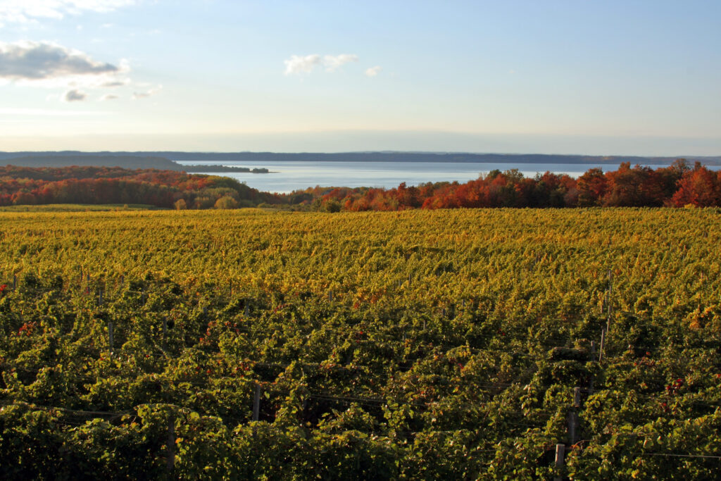 Vineyard views in the fall