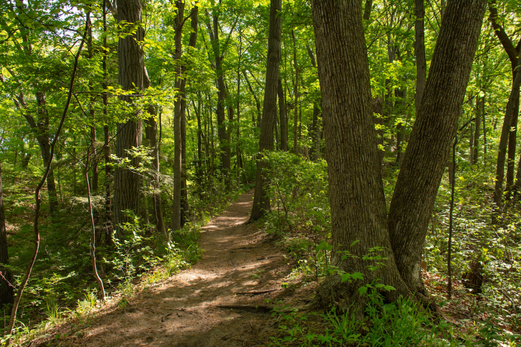 Walking trail amongst tall green trees