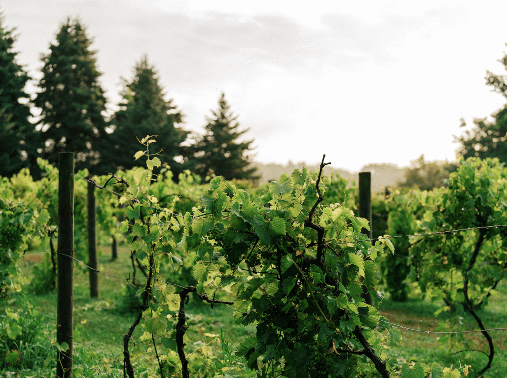 Vineyard at InisFree