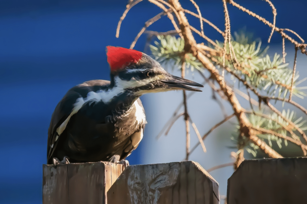 Woodpecker at Horton Breek B&B