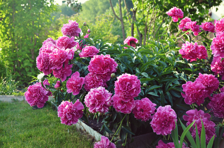 Peonies in a garden